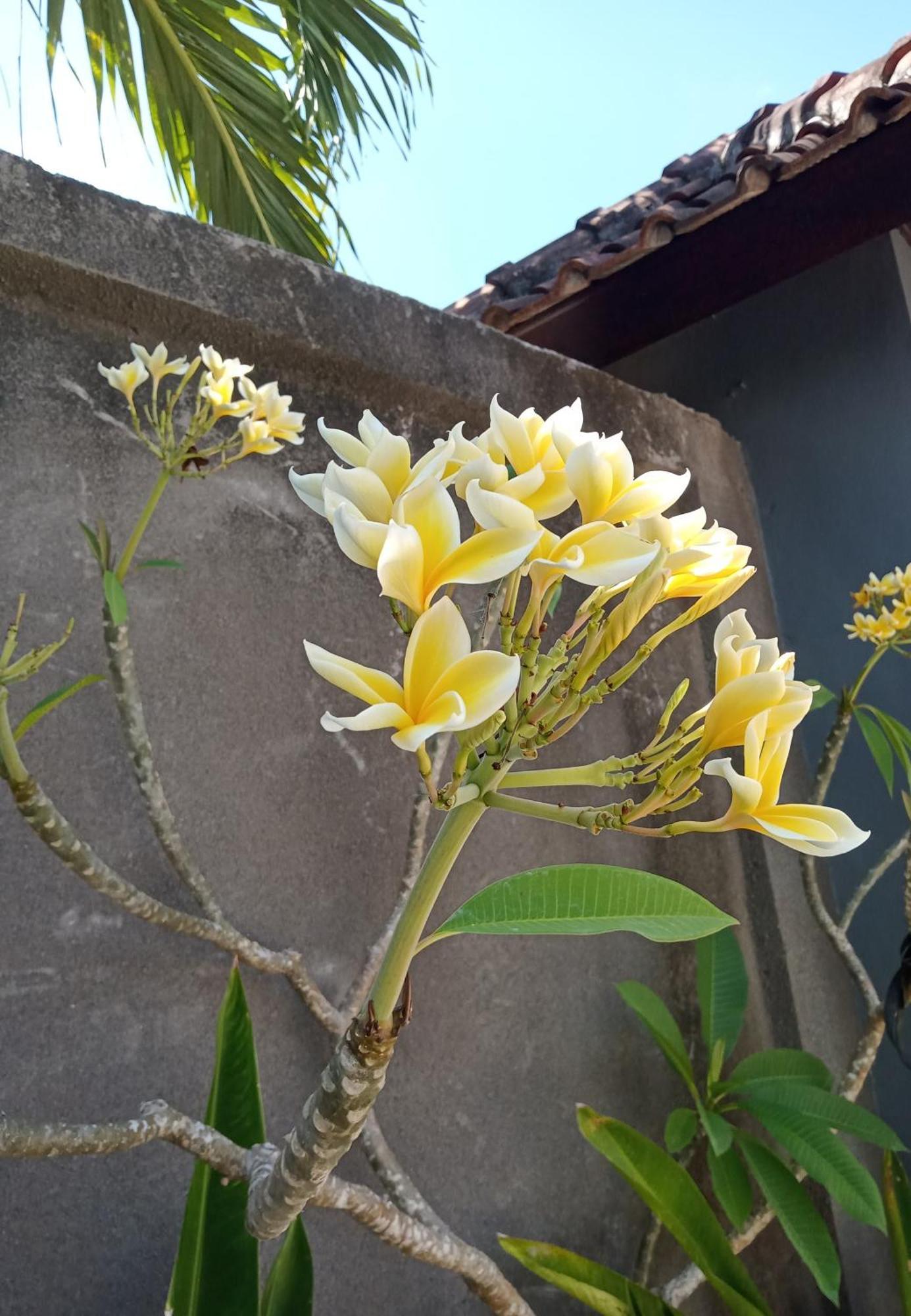 Parama Homestay Balangan Uluwatu Kültér fotó