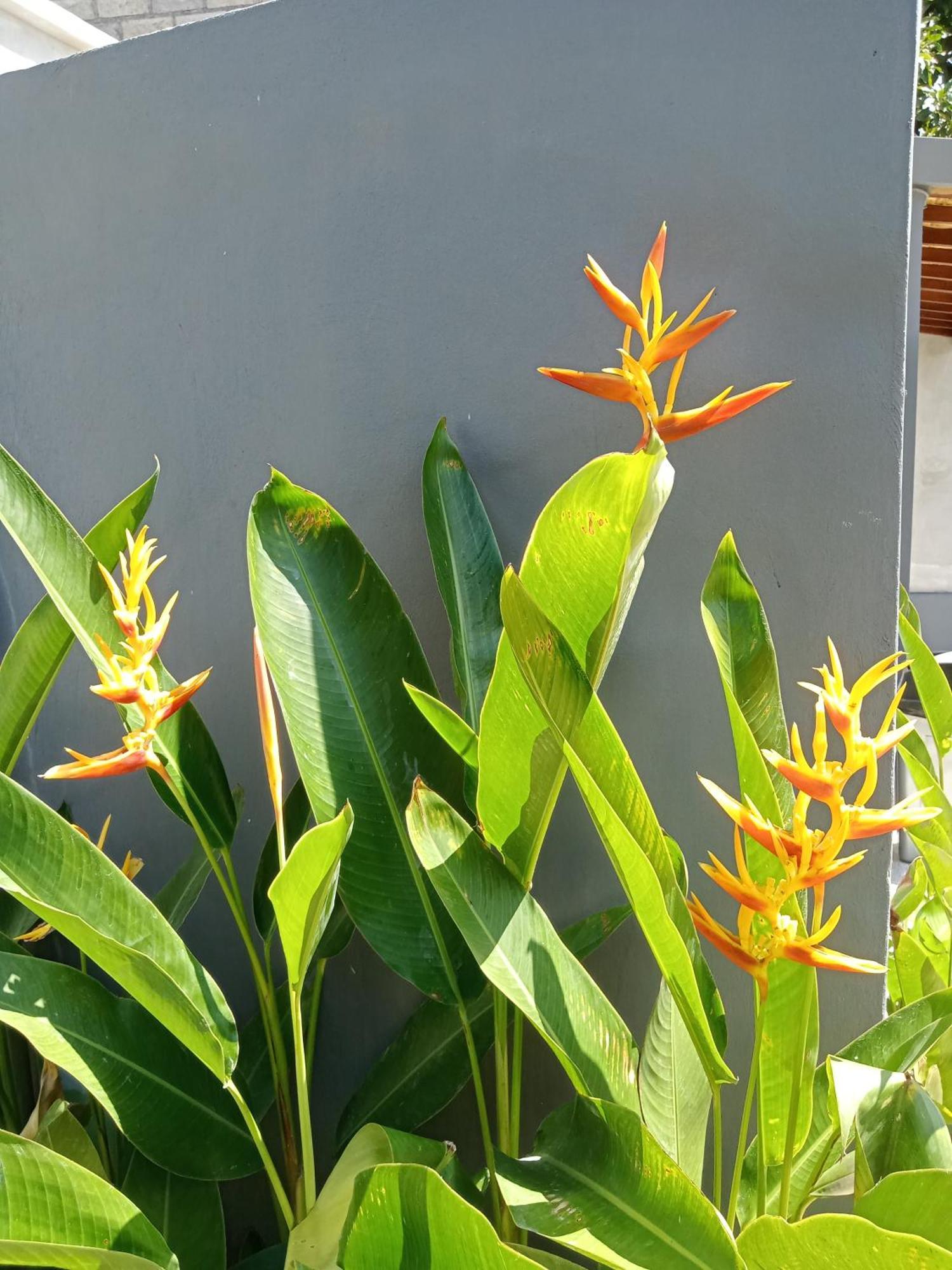 Parama Homestay Balangan Uluwatu Kültér fotó